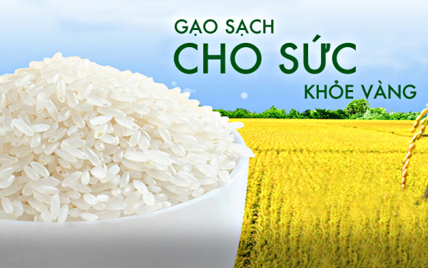 Gạo sạch an toàn cho sức khỏe