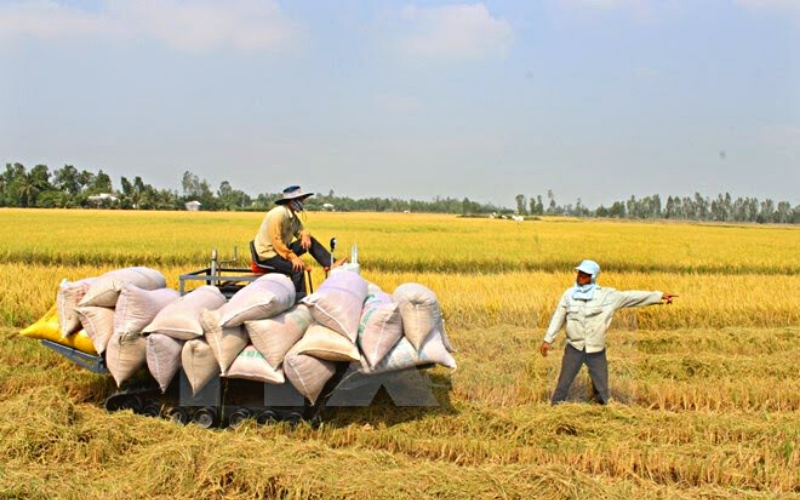 Giá gạo tại An Giang