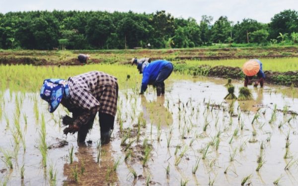 Sản xuất lúa hữu cơ