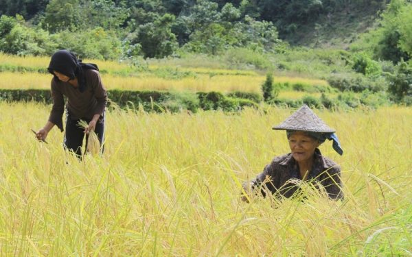 Sản xuất lúa hữu cơ bảo vệ môi trường