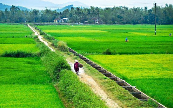 Vùng trồng lúa chính đồng bằng sông Hồng